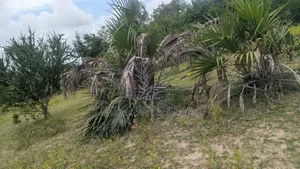 Land and Plots