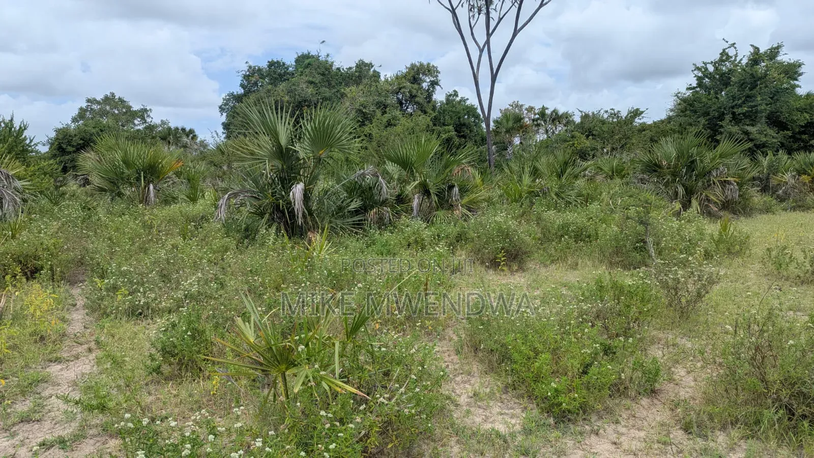 Land and Plots
