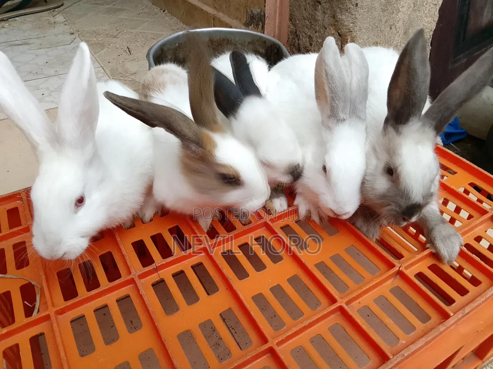 3 Month Old Rabbits for Sale at Kenyatta Road Juja