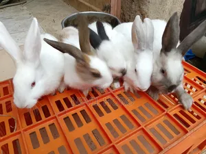 3 Month Old Rabbits for Sale at Kenyatta Road Juja