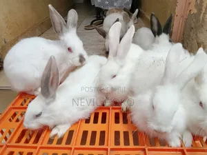 3 Month Old Rabbits for Sale at Kenyatta Road Juja
