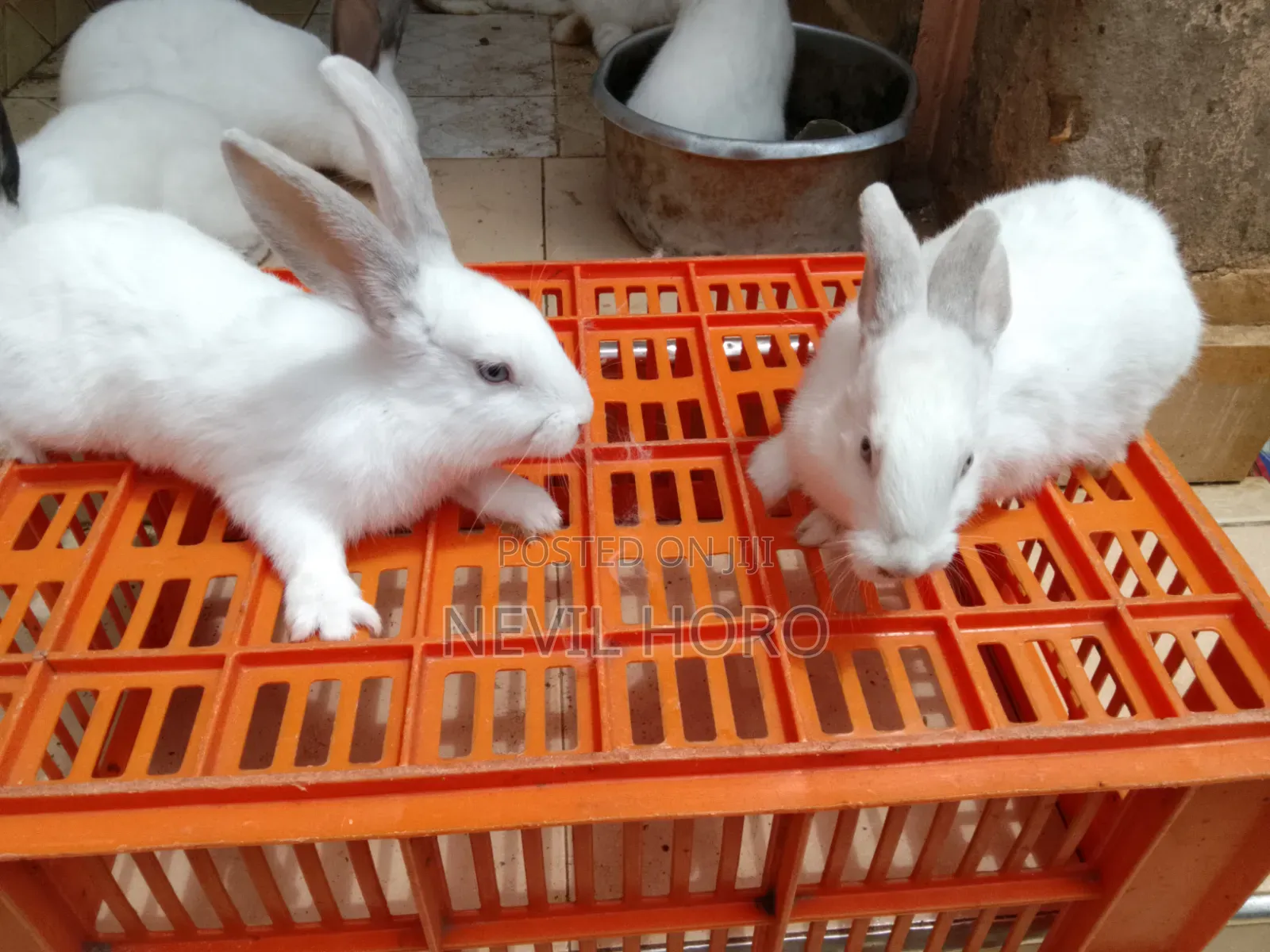 3 Month Old Rabbits for Sale at Kenyatta Road Juja