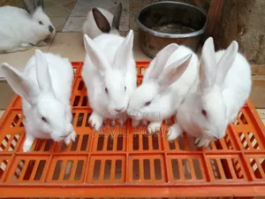 3 Month Old Rabbits for Sale at Kenyatta Road Juja