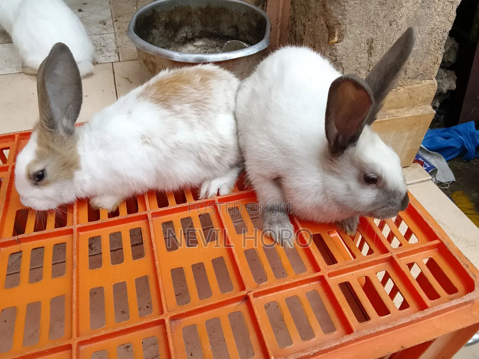 3 Month Old Rabbits for Sale at Kenyatta Road Juja