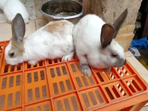 3 Month Old Rabbits for Sale at Kenyatta Road Juja