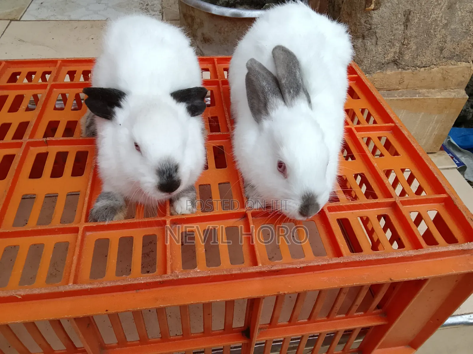 3 Month Old Rabbits for Sale at Kenyatta Road Juja