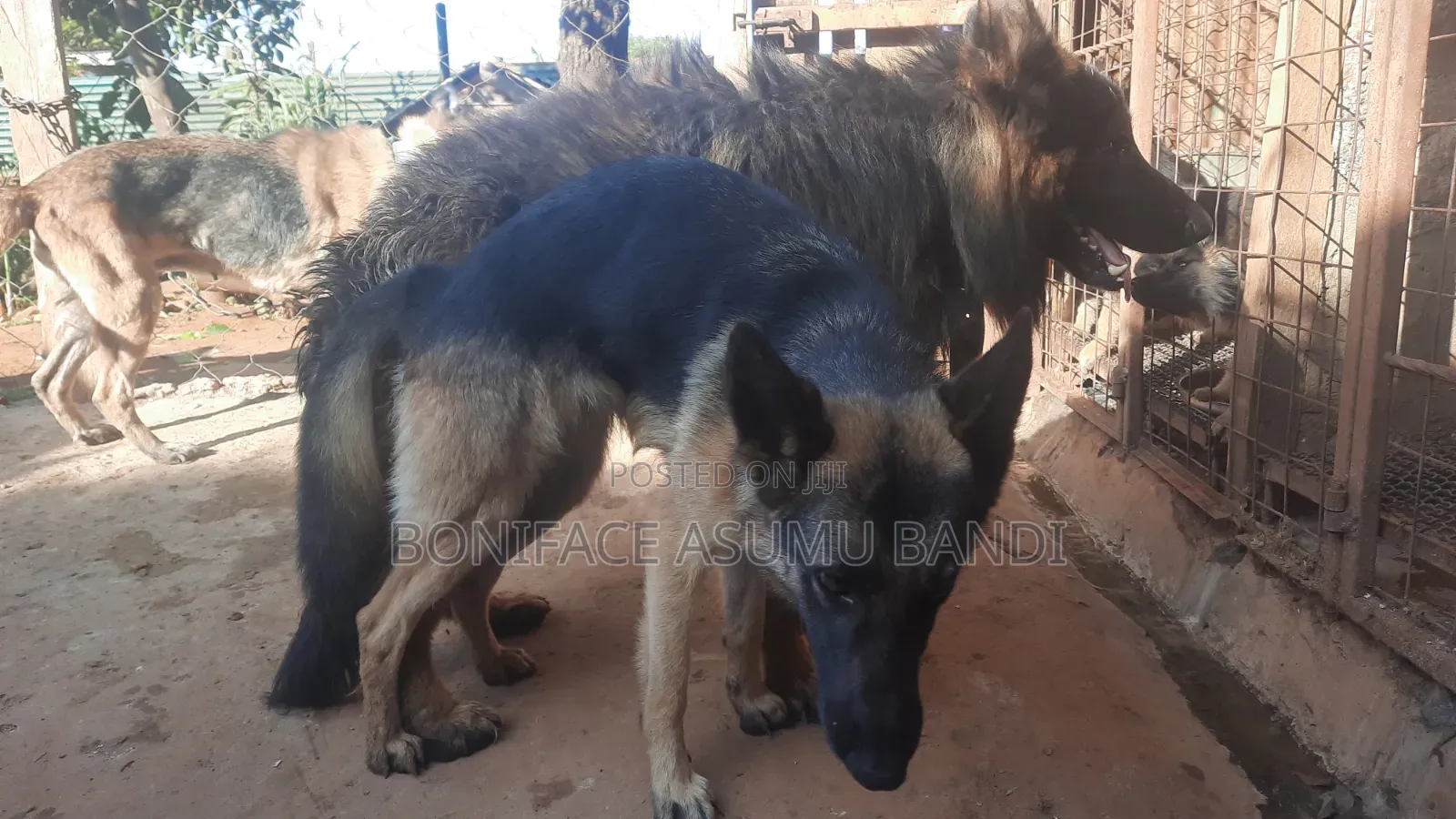 1-3 months Female Purebred German Shepherd