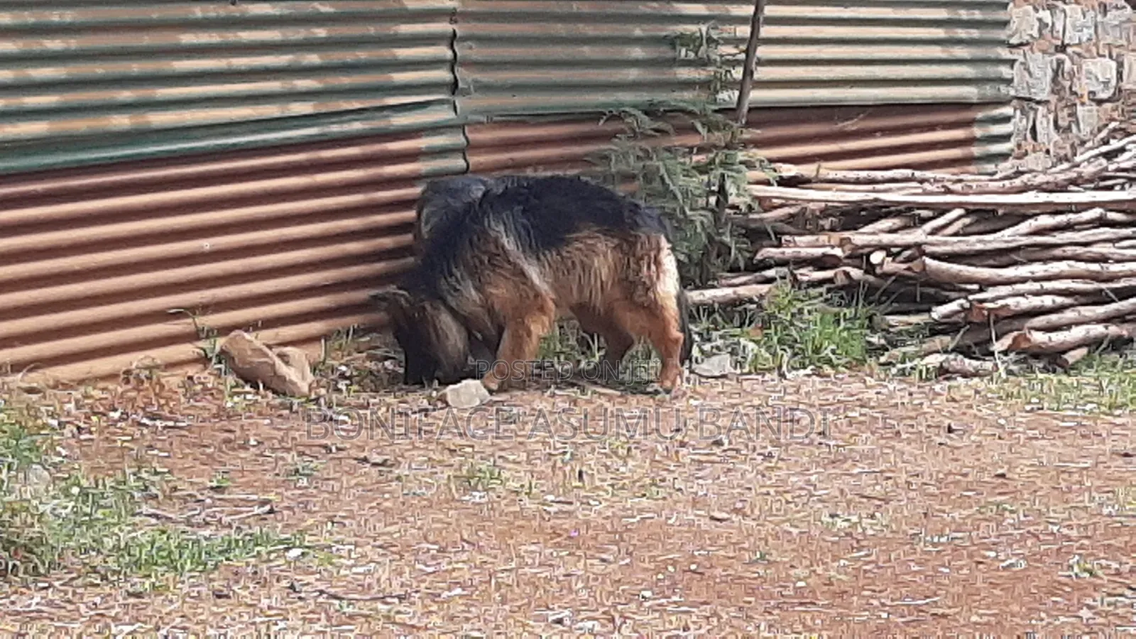 1-3 months Female Purebred German Shepherd