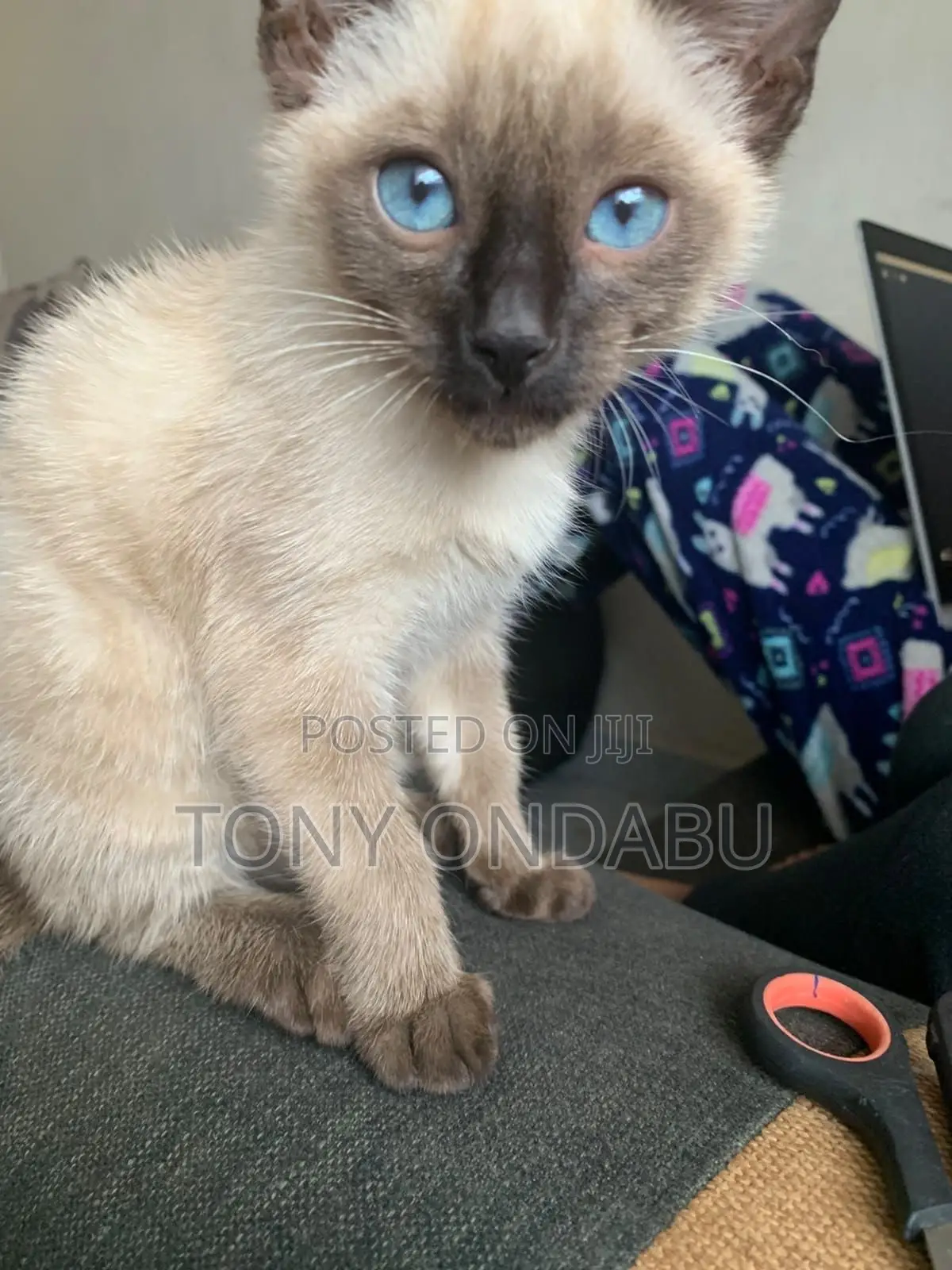 0-1 month Female Purebred Siamese
