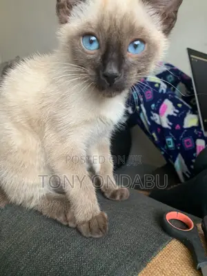 0-1 month Female Purebred Siamese
