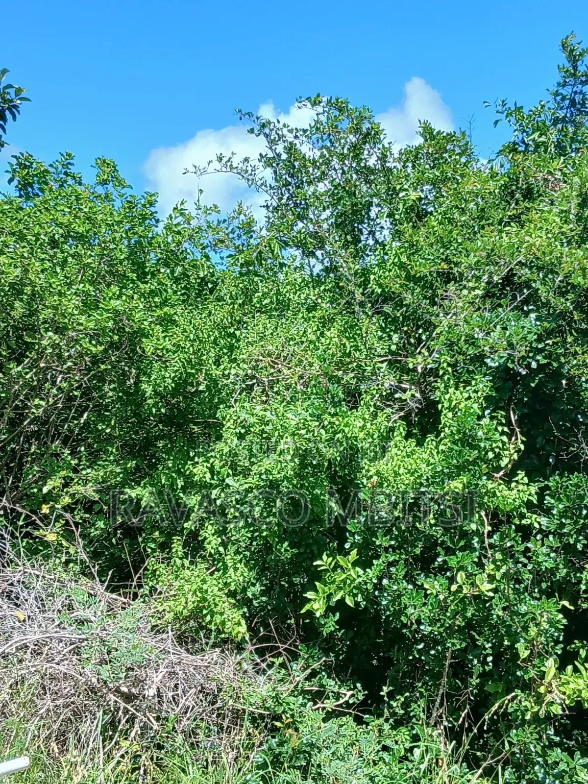 5 Acres Forsale in Malindi Boreshingwaya