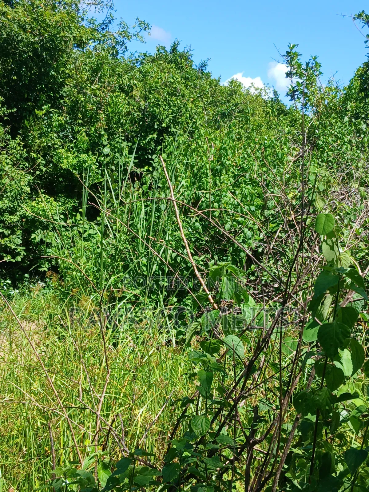 5 Acres Forsale in Malindi Boreshingwaya
