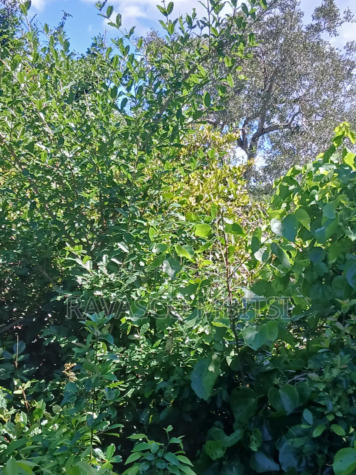 5 Acres Forsale in Malindi Boreshingwaya