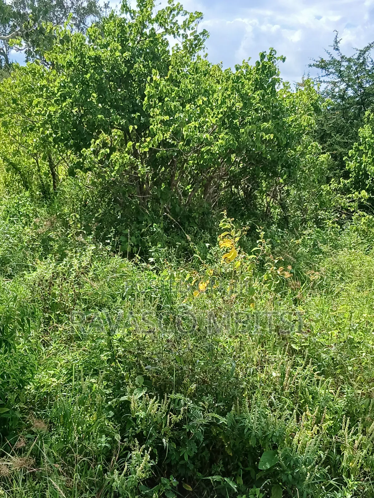 100 Acres Forsale in Malindi Garashi Kanyumbuni .