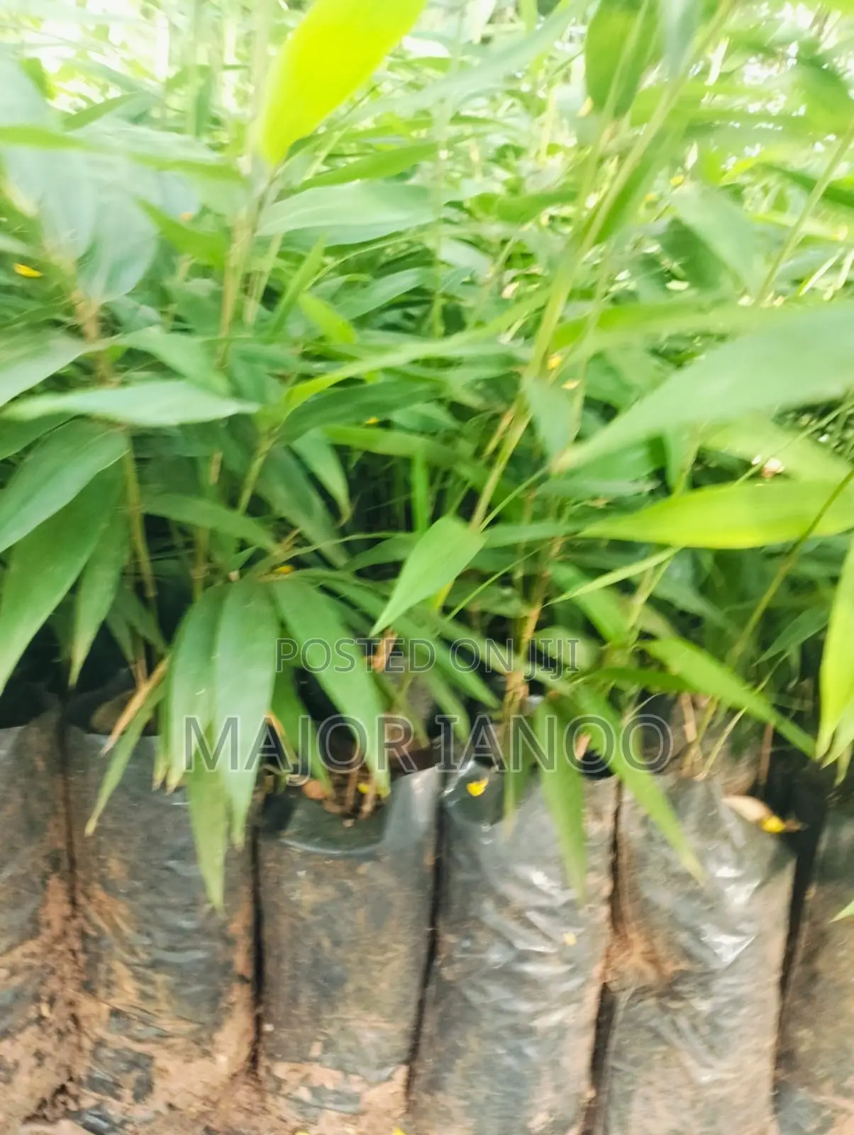Bamboo Seedlings