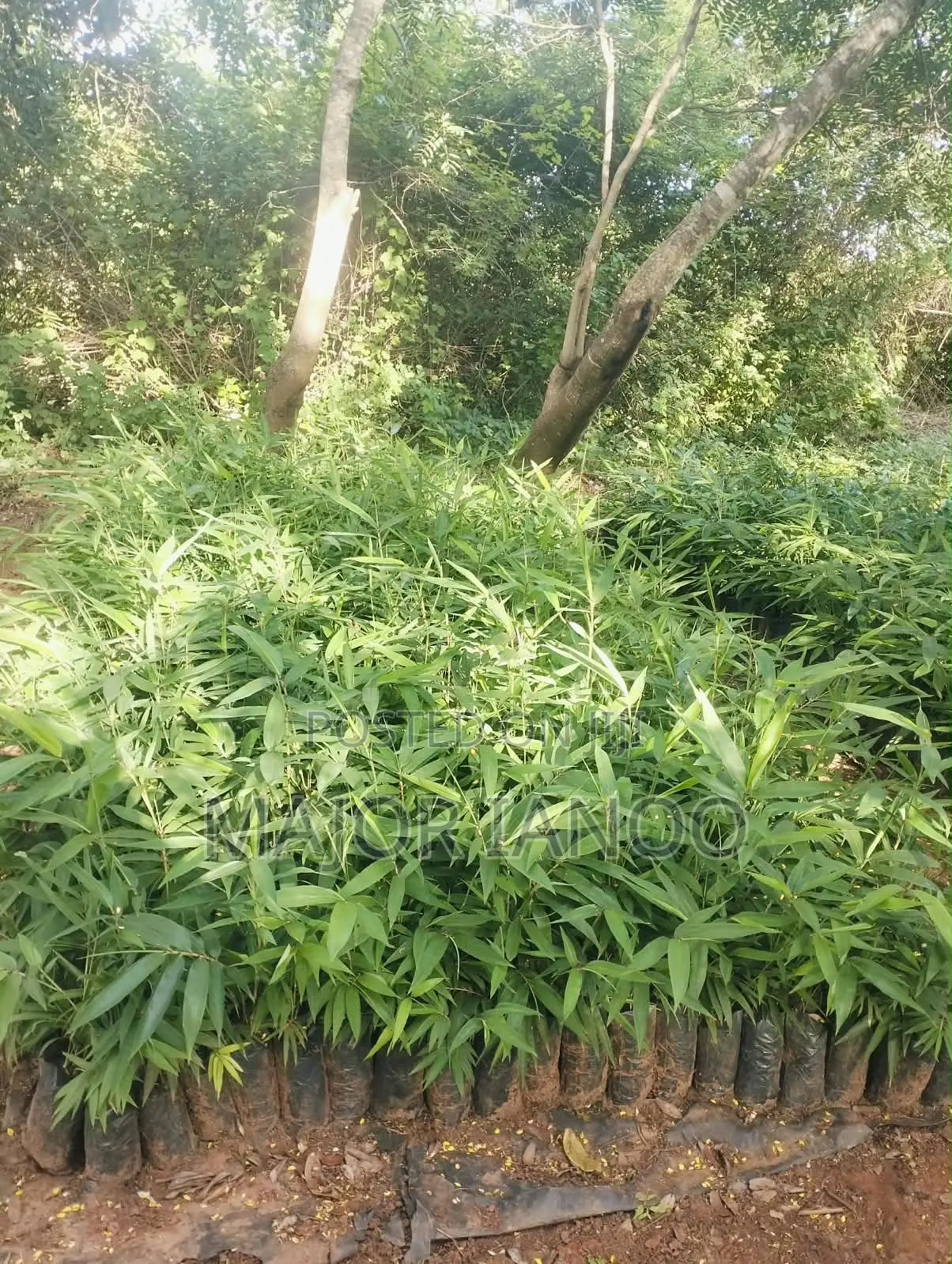 Bamboo Seedlings