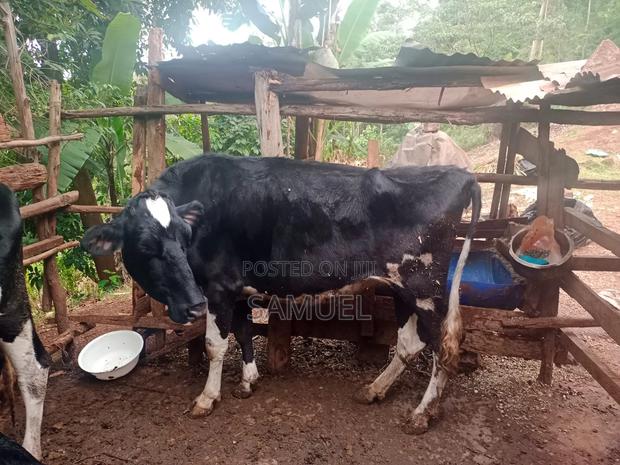 Healthy Friesian Dairy Cow for Sale – 7 Litres Daily – KSh 75,000