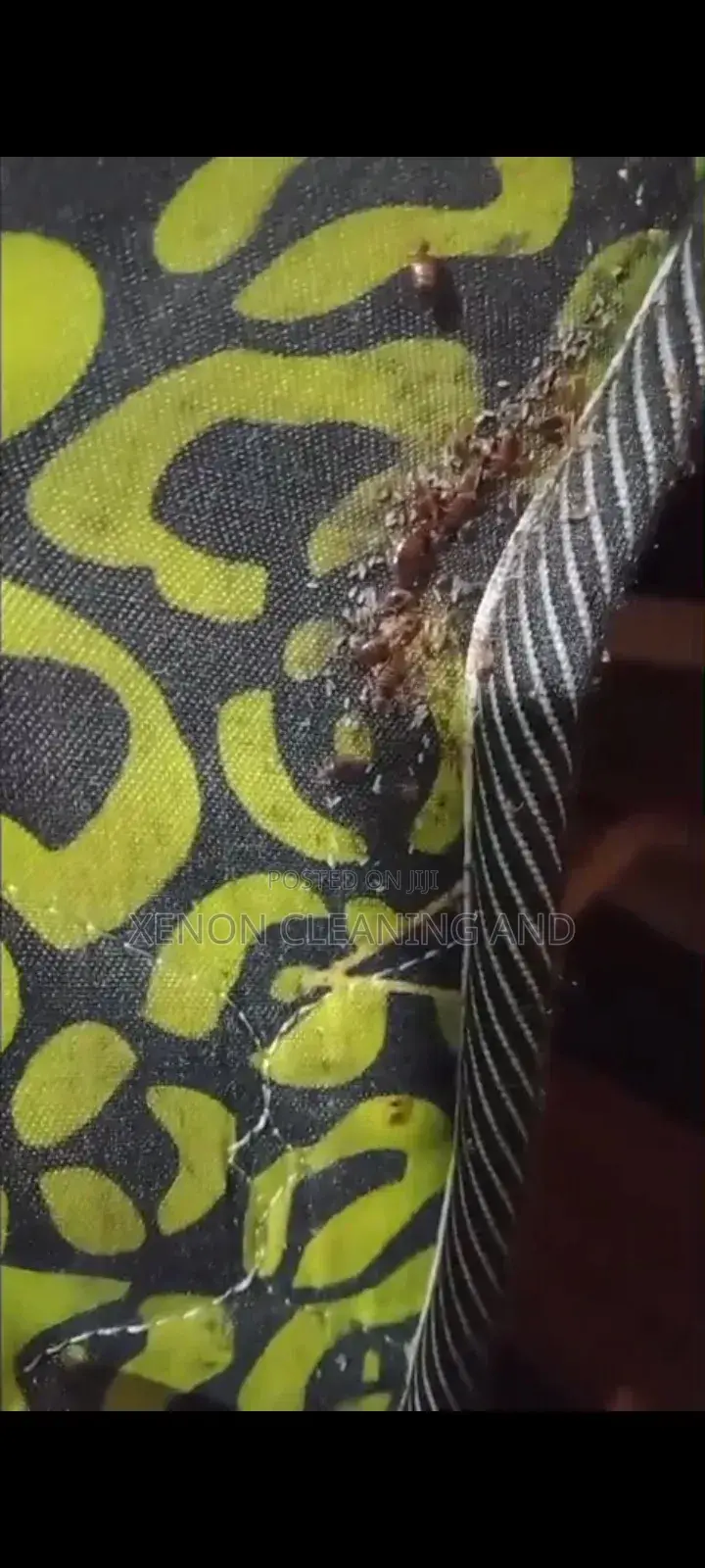 Fumigation Serrvice
