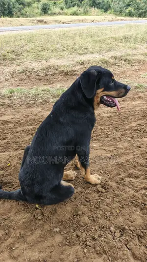 3-6 months Male Purebred Rottweiler