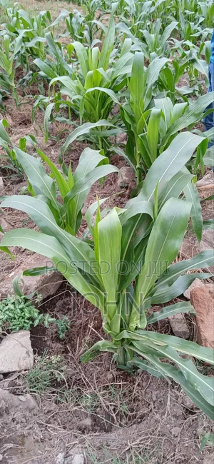 Sweetcorns