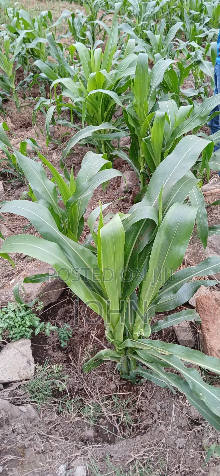 Sweetcorns