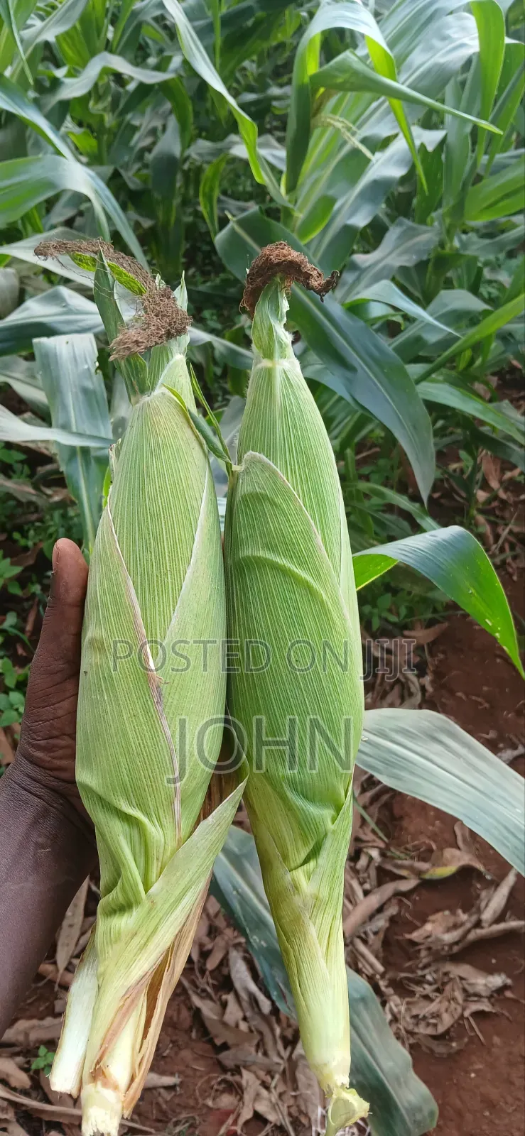 Sweetcorns
