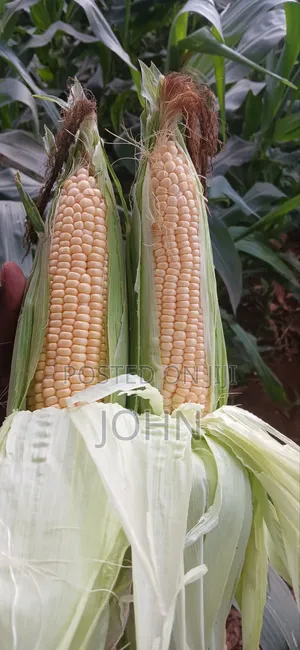 Sweetcorns