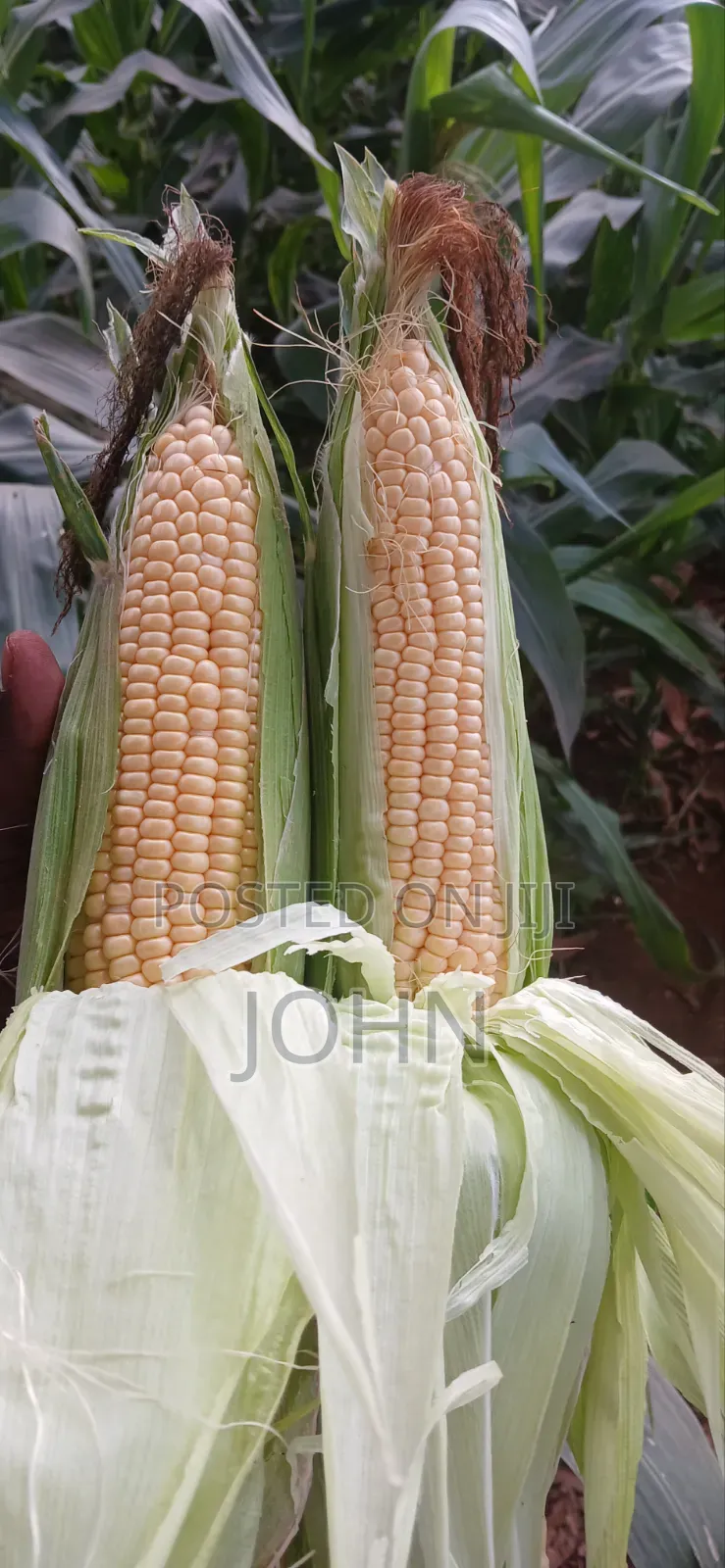 Sweetcorns