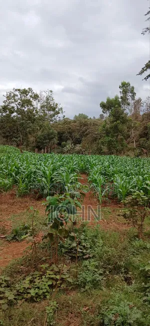 Sweetcorns