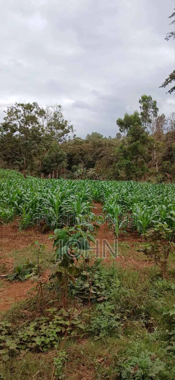 Sweetcorns