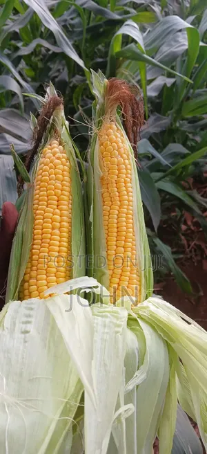 Sweetcorns