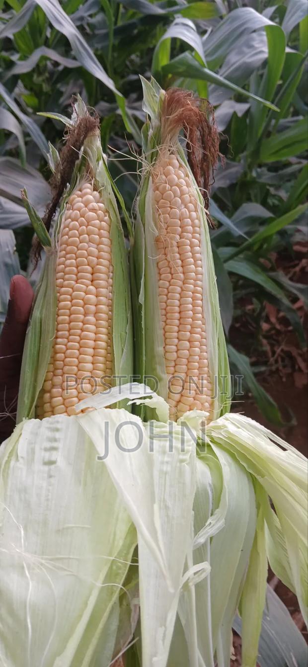 Sweetcorns - thumbnail 6
