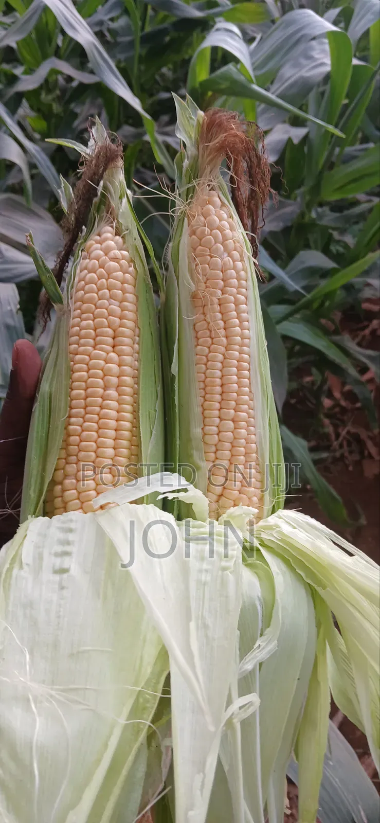 Sweetcorns