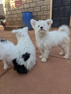 1-3 months Male Mixed Breed Yorkshire Terrier