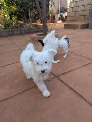 1-3 months Male Mixed Breed Yorkshire Terrier