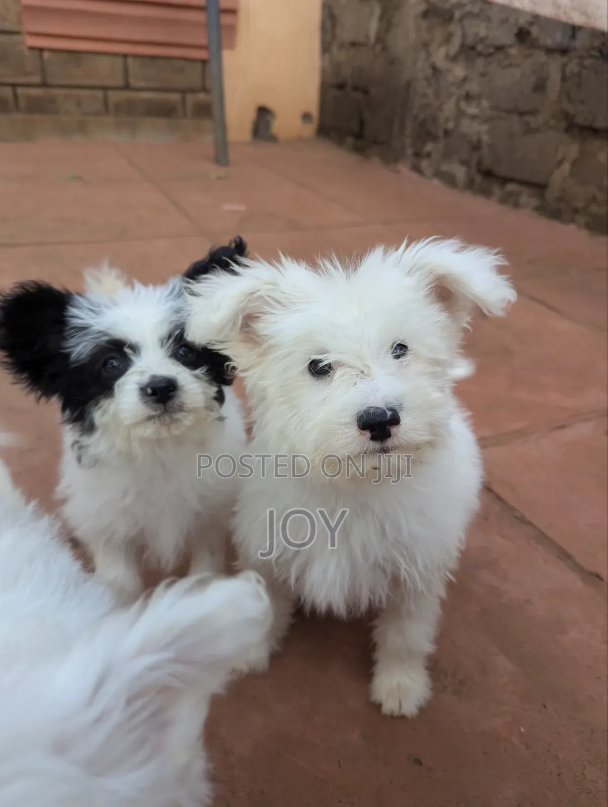 1-3 months Male Mixed Breed Yorkshire Terrier