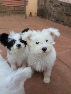 1-3 months Male Mixed Breed Yorkshire Terrier