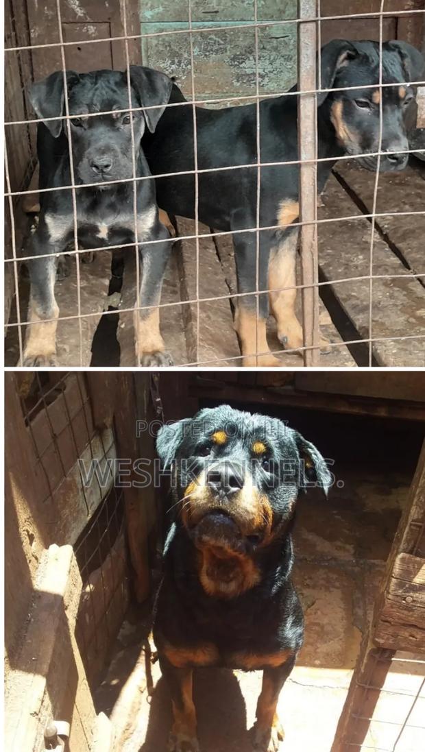 3-6 months Female Mixed Breed Boerboel