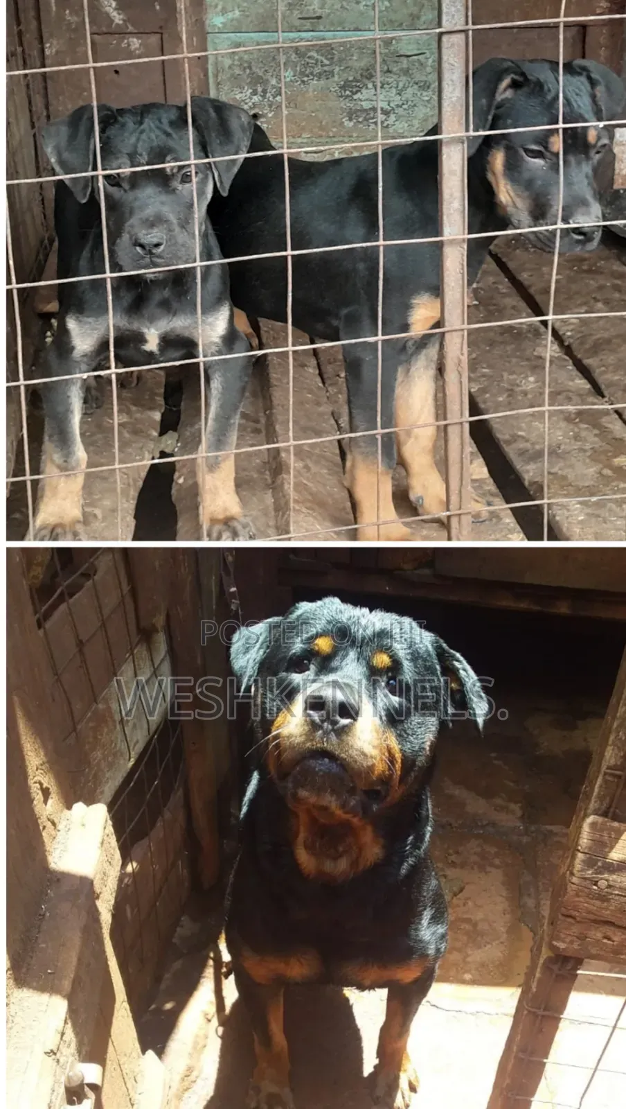 3-6 months Female Mixed Breed Boerboel