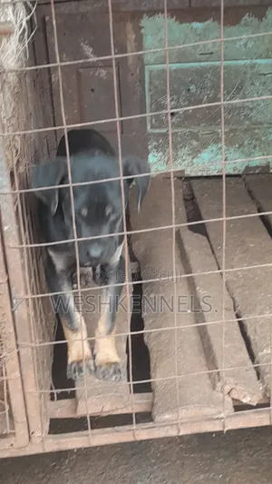 3-6 months Female Mixed Breed Boerboel