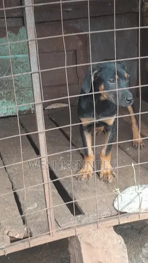 3-6 months Female Mixed Breed Boerboel