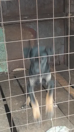 3-6 months Female Mixed Breed Boerboel