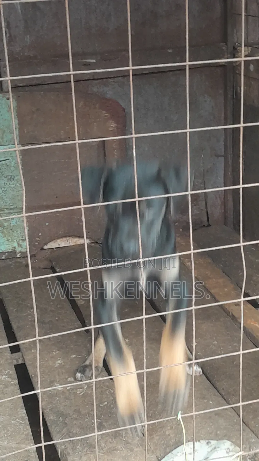 3-6 months Female Mixed Breed Boerboel