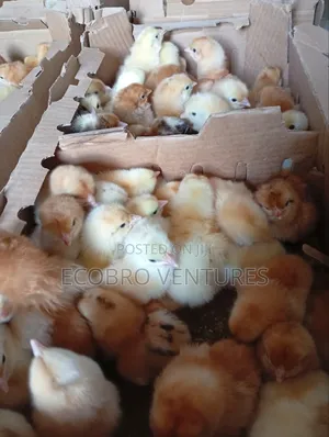 Day Old Kuroilers Chicks