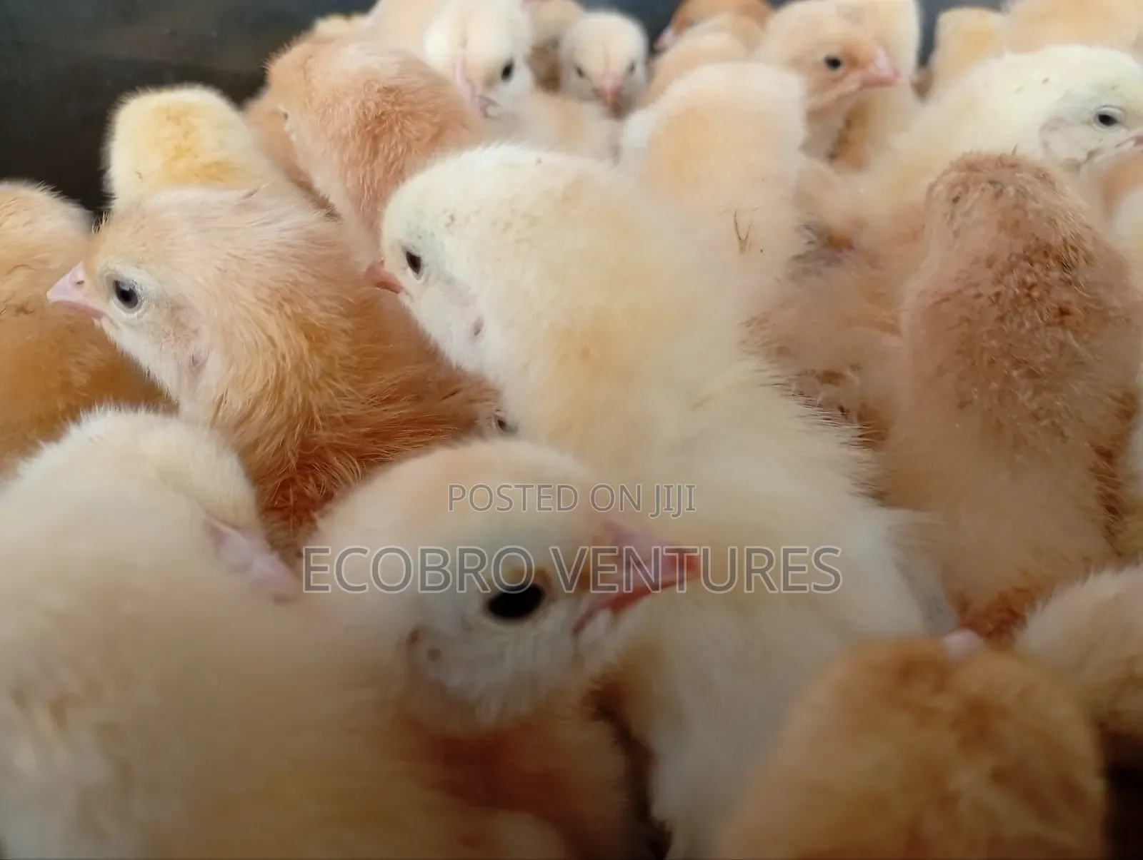 Day Old Kuroilers Chicks