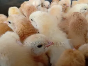 Day Old Kuroilers Chicks