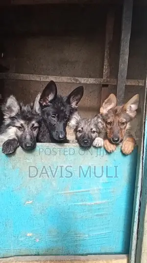 1-3 months Female Mixed Breed German Shepherd