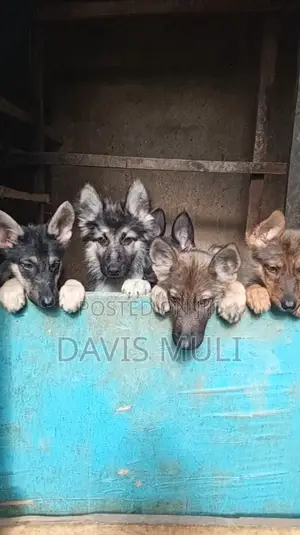 1-3 months Female Mixed Breed German Shepherd