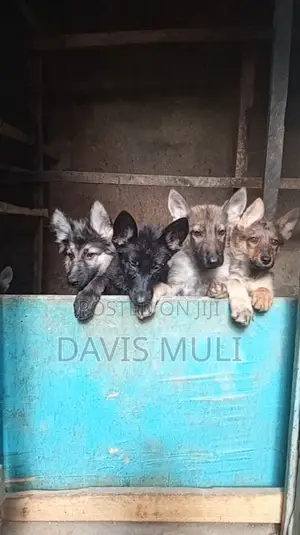 1-3 months Female Mixed Breed German Shepherd
