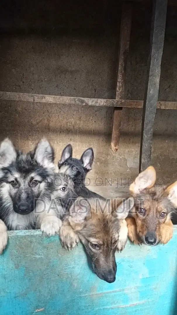 1-3 months Female Mixed Breed German Shepherd